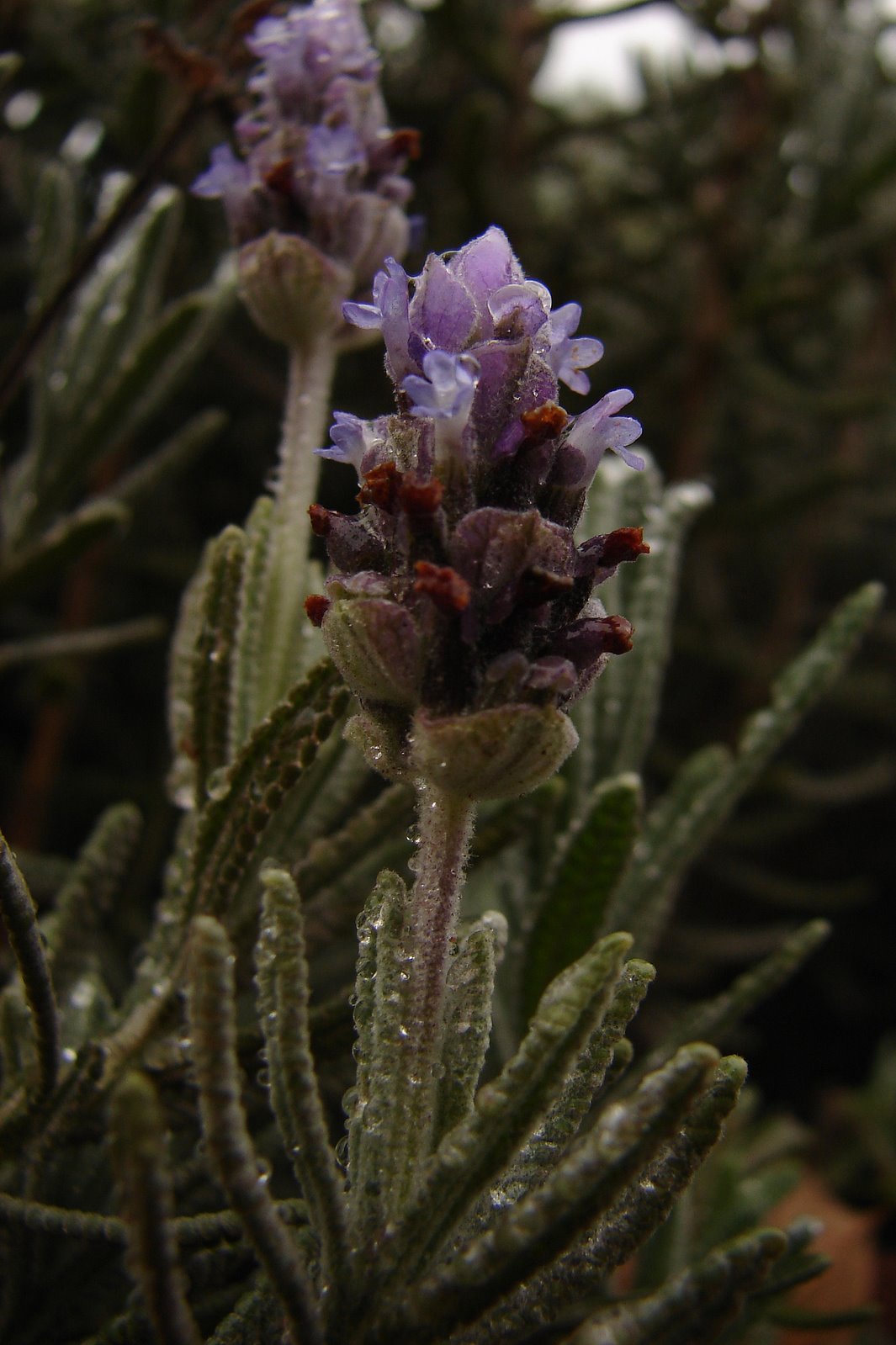 lavender flower with water droplets