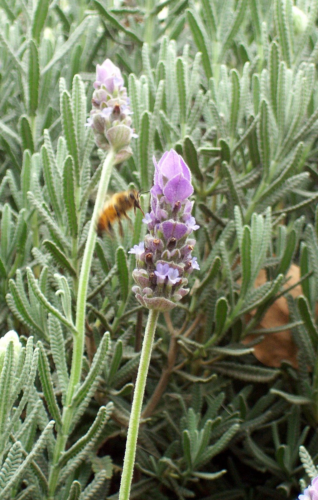 close-up (macro) shot of a honey bee landing on a lavender flower (blossom)