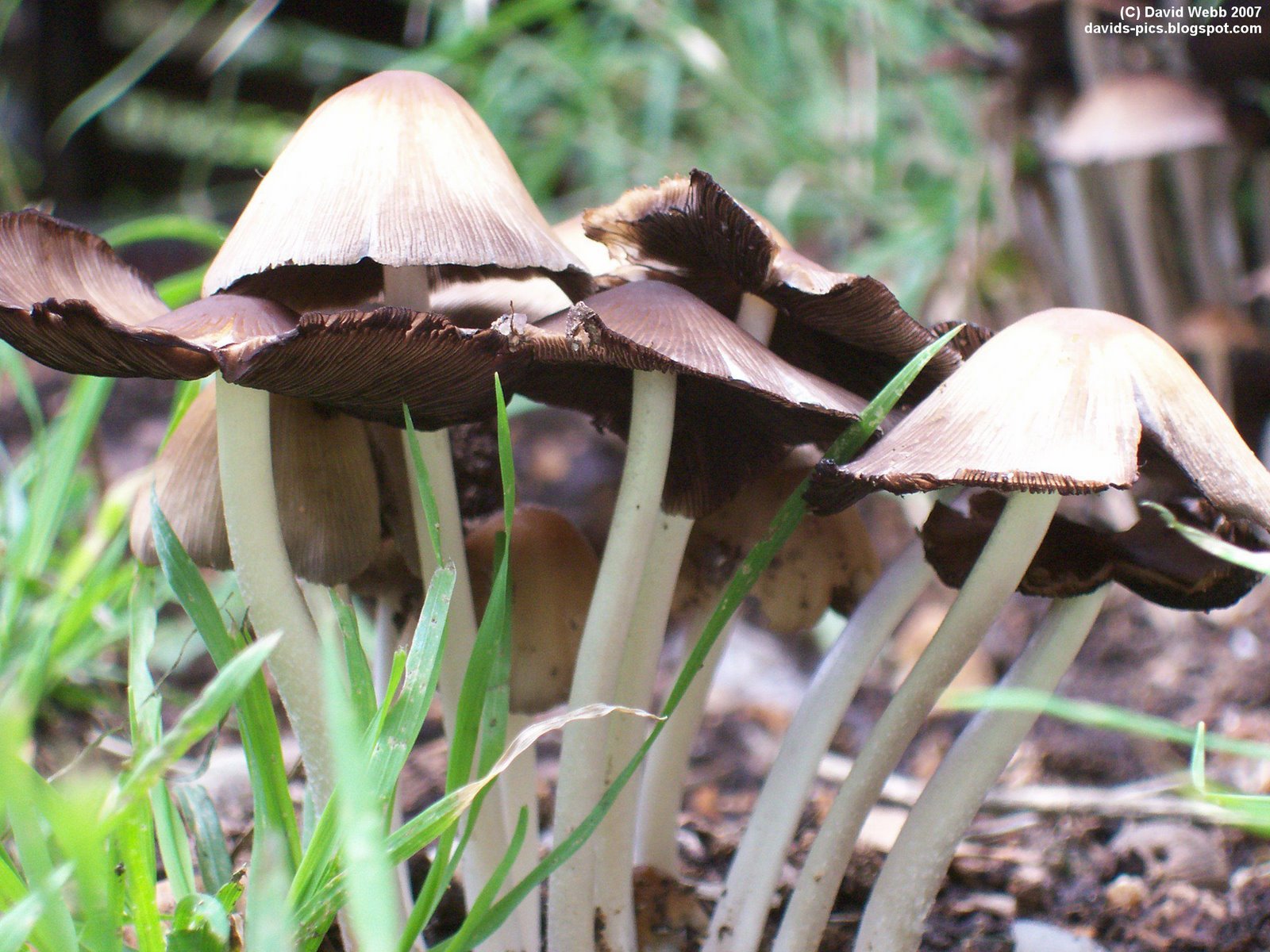 [tall+white+stem+mushroom+brown+head+mushrooms+in+green+grass+and+dirt.jpg]