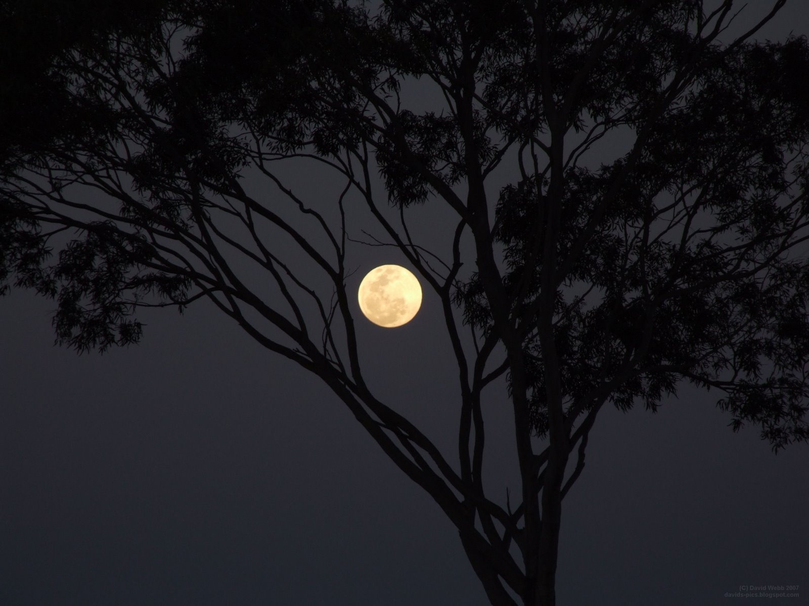 [Moon+shining+through+tree+branches.jpg]