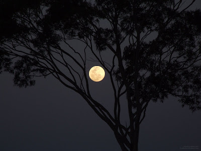 مـــع هدوء الليل Moon+shining+through+tree+branches