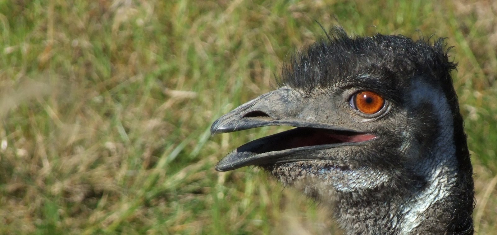 emu head side on view - wide angle wide-screen view - a photo of the Australian Emu