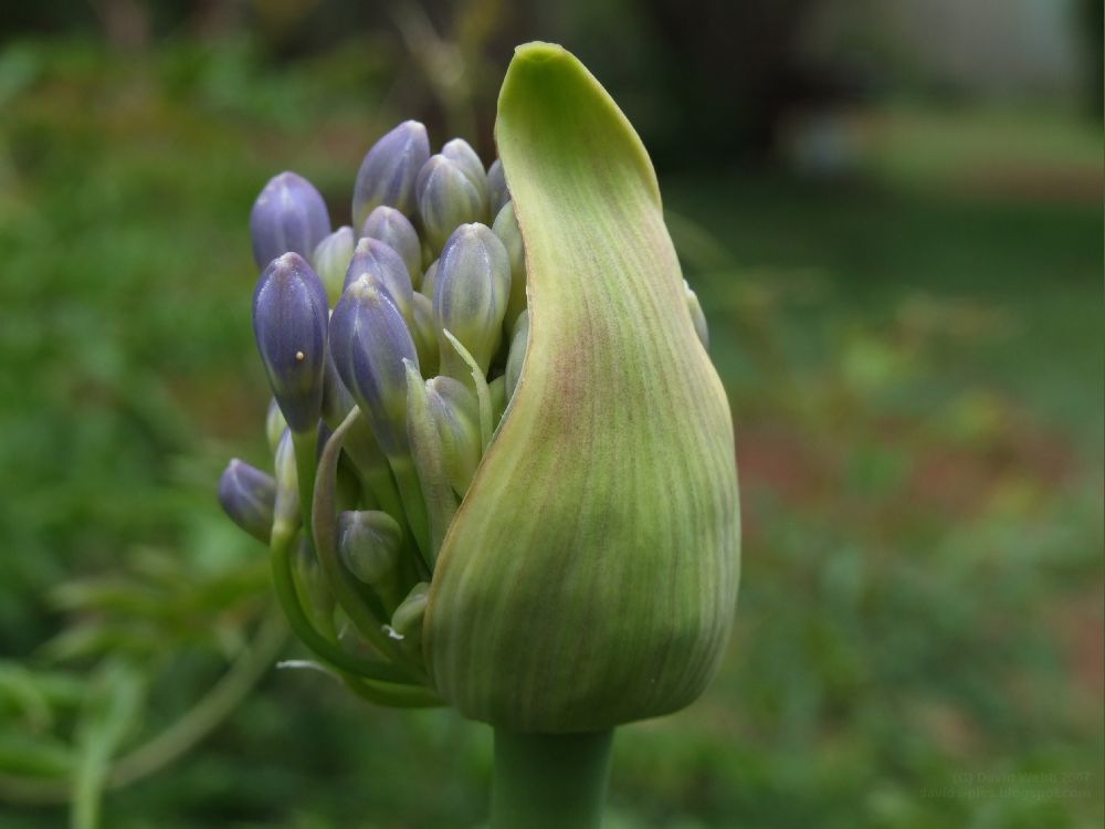 [Purple+Agapantha+flower+Agapanthus+flower+blooming+half+open+opening+agapantha+bud.jpg]