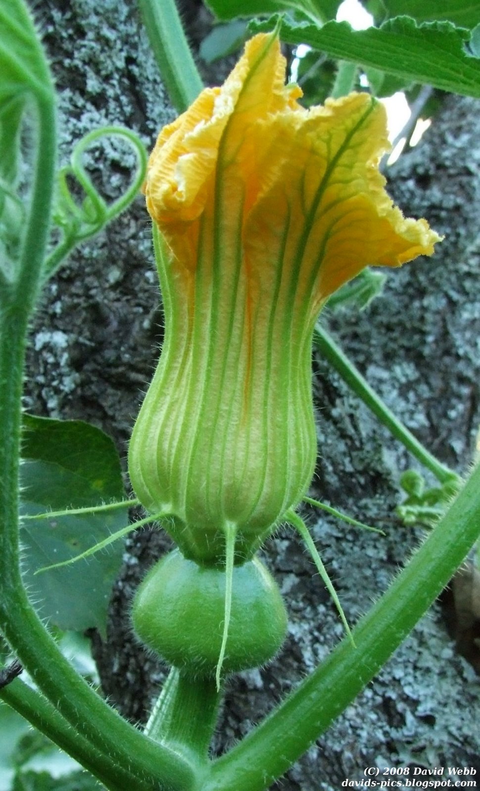 Yellow Pumpkin vine flower. This photo is from Spring, now quite a while ago in Australia. This Pumpkin Vine Flower was still opening, but the pumpkin itself had already started to grow. Notice the radiating spines sprouting just above the fruit - they make a nice decoration with the flower, almost like a medieval collar.