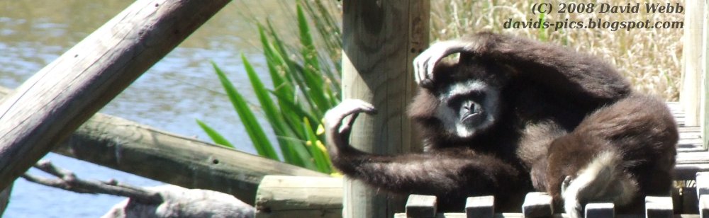 [monkey+time+to+relax.jpg]