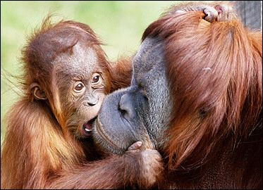 [baby_orangutan_gnaws_mom.jpg]