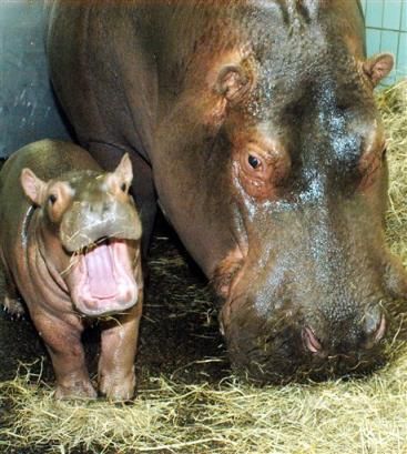 [baby_hippo_and_parent.jpg]