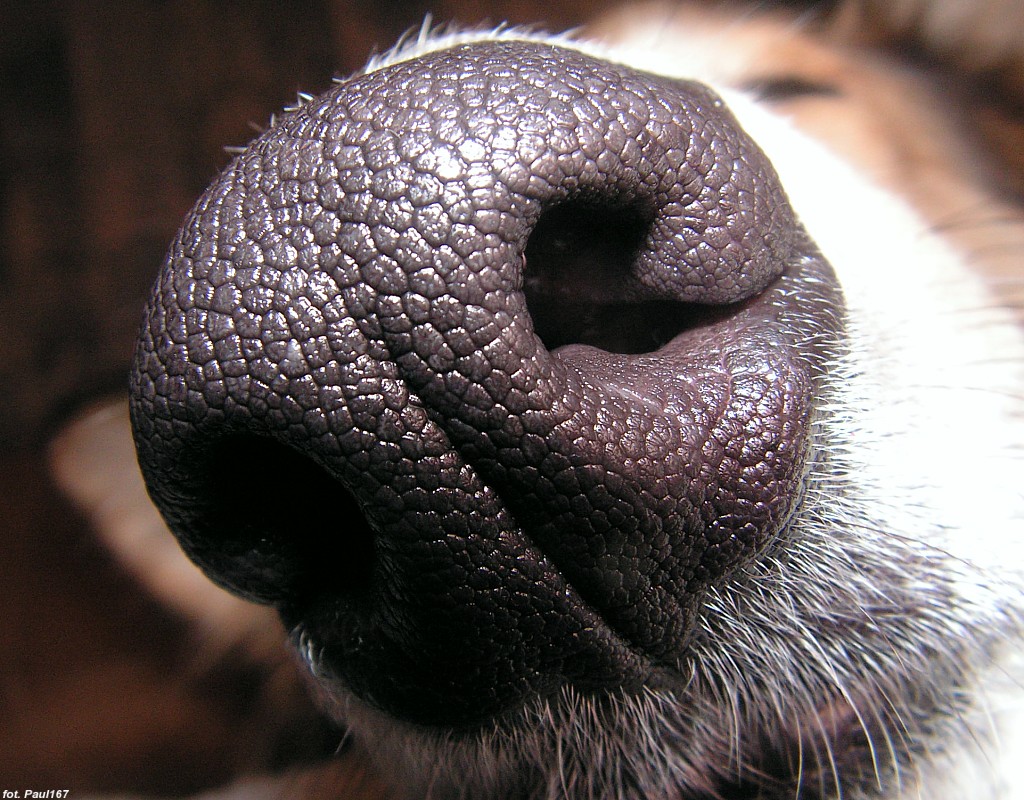 [20060401123852!Dogs_nose.jpg]