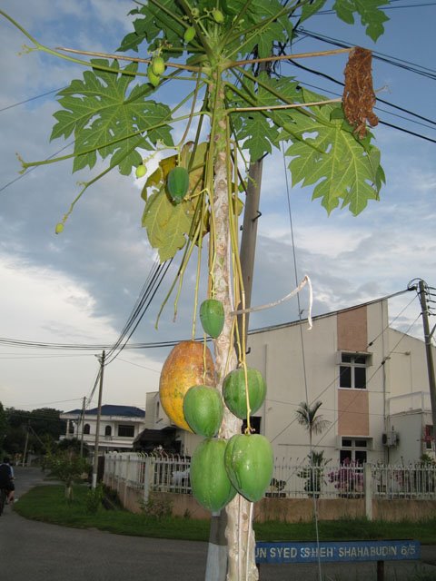 [Odd+Papaya+Tree.jpg]