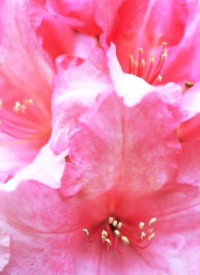 [pinkrhododendron.jpg]
