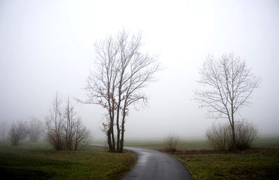 [trees+in+mist.jpg]