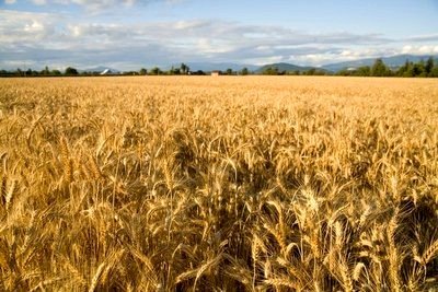 [wheat+field.jpg]
