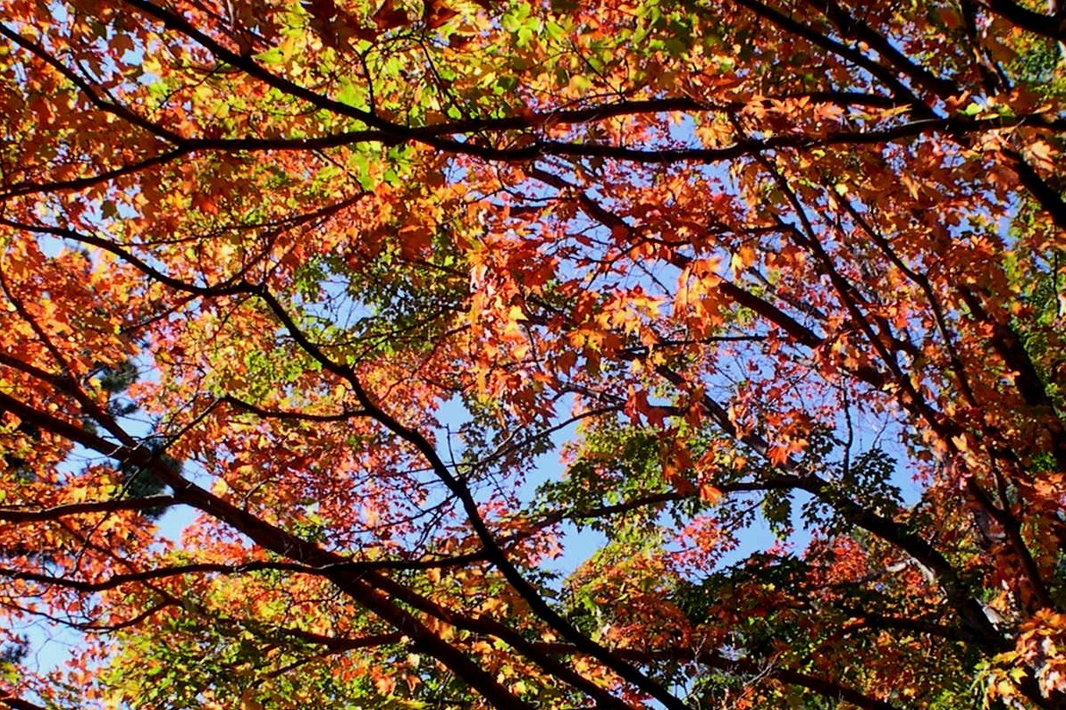 [Copy+of+fall+leaves.JPG]