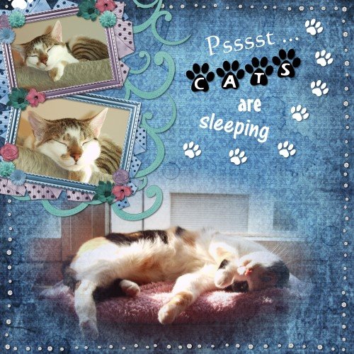 [Sleeping+Cat+1.jpg]