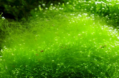 [algae.jpg]