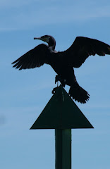 Cormorant On The Barrel Post