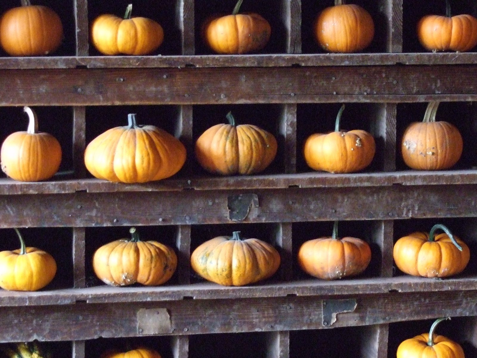 [Pumpkin+Patch--pumpkin+shelf.JPG.jpg]