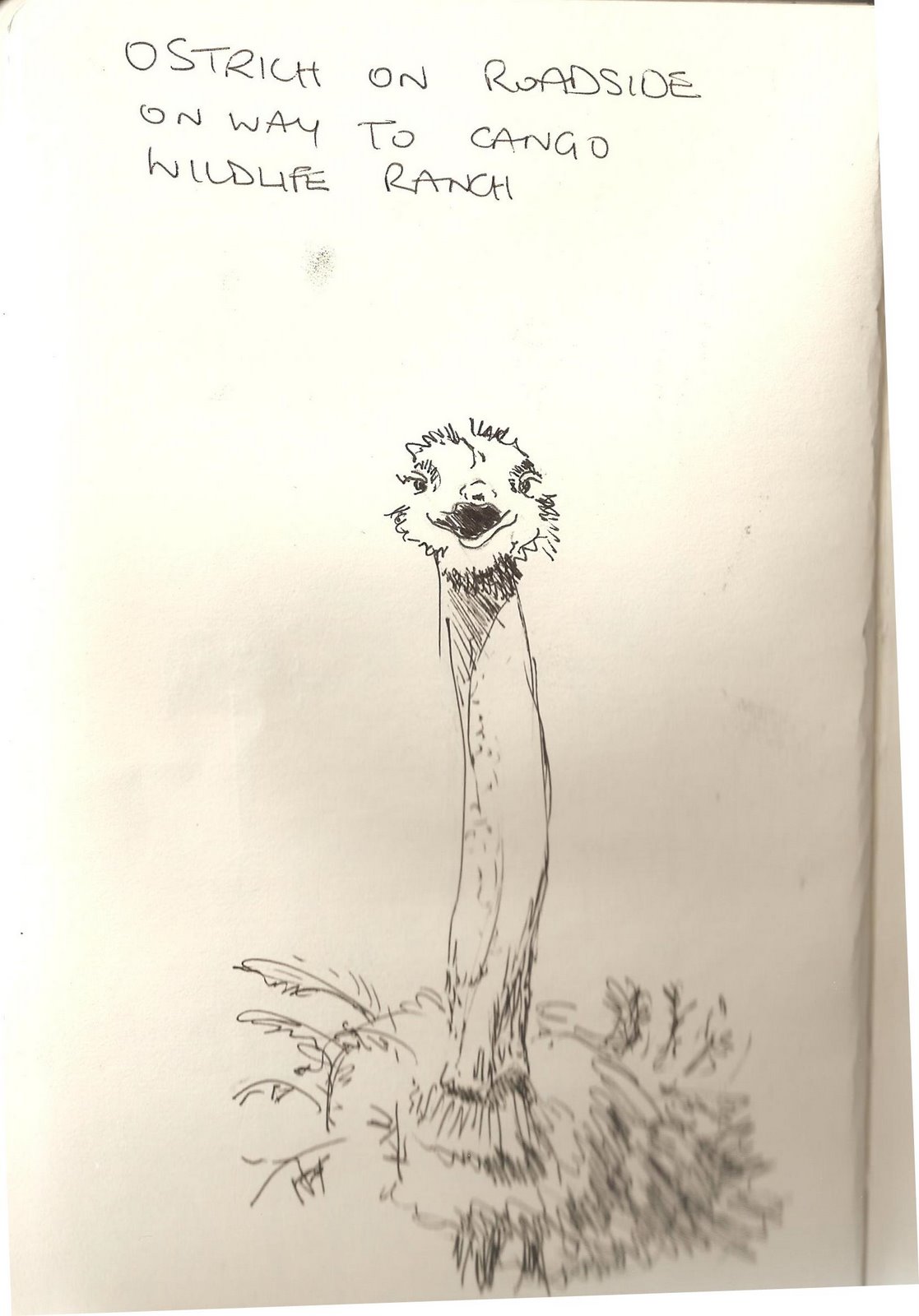 [ostrich+sketch.jpg]