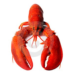 [image-lobster.bmp]