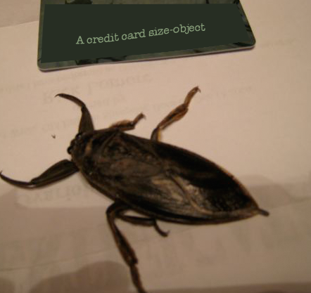 [bigbadbug.png]