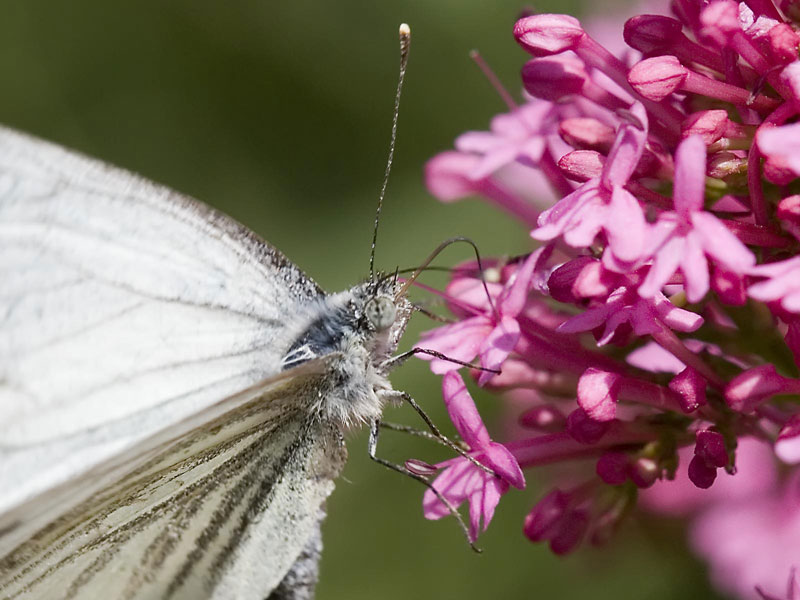 [small-white-butterfly-close.jpg]