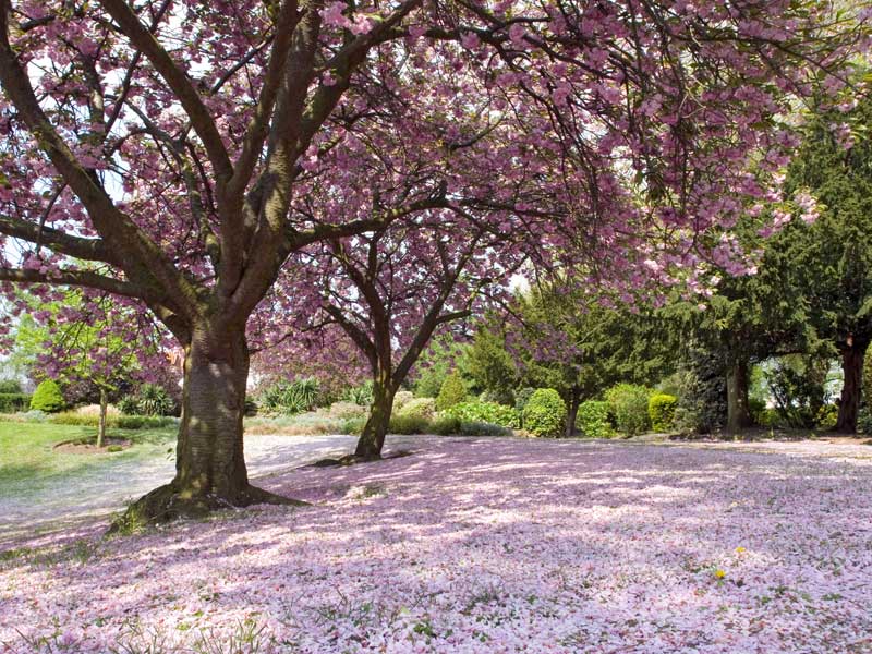 [pink-blossom-under-tree.jpg]