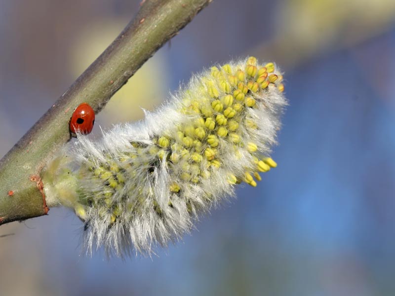 [pussy-willow-ladybird.jpg]