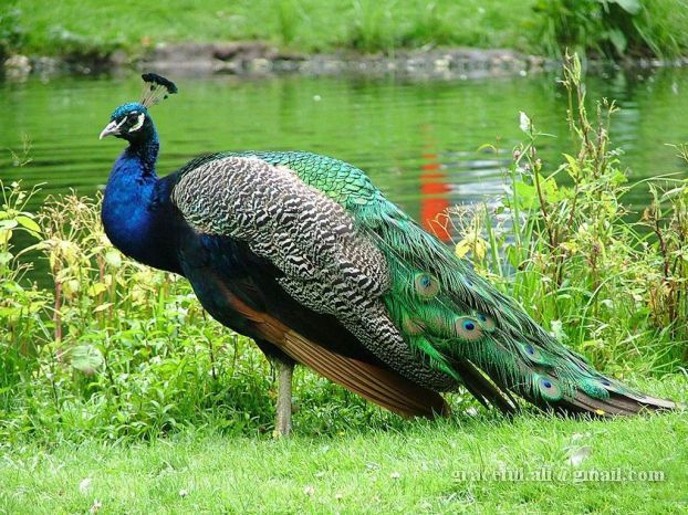 [Beautiful+Peacocks1.jpg]