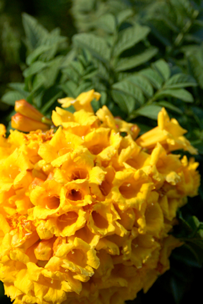 [yellow+flower.jpg]