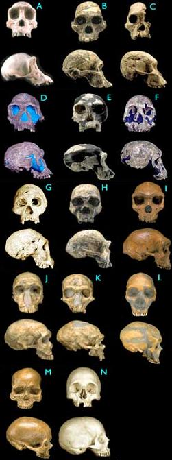 [Hominid+skulls.JPG]