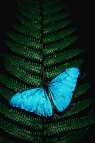 [20061208042537-mariposa-azul-g.jpg]