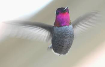 [hummingbird+head+on+r.jpg]