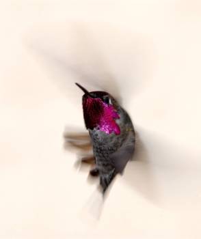 [Hummingbird+side+flight+r.jpg]