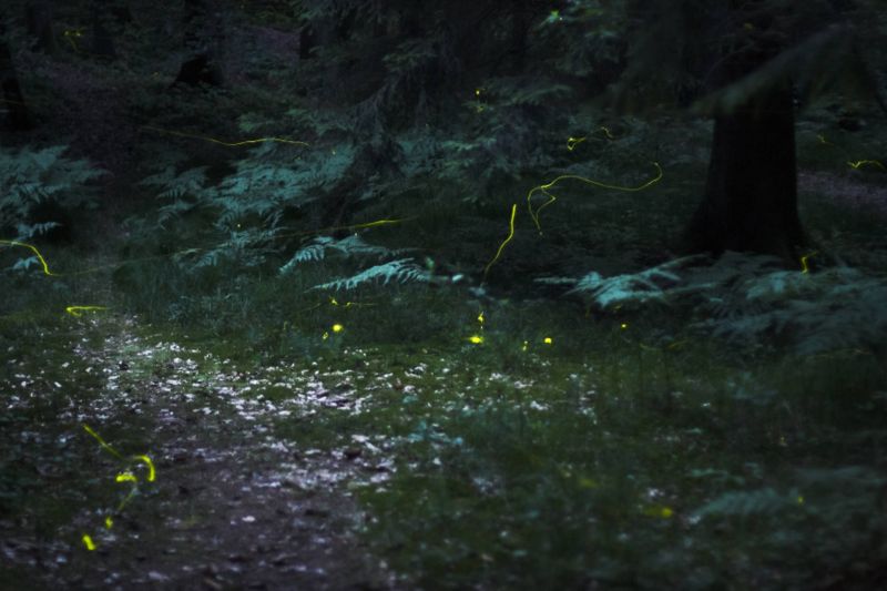 [fireflies.jpg]