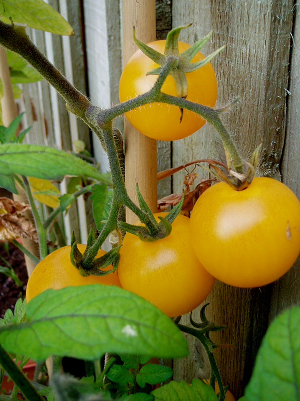 [Yellow+tomatoes.jpg]
