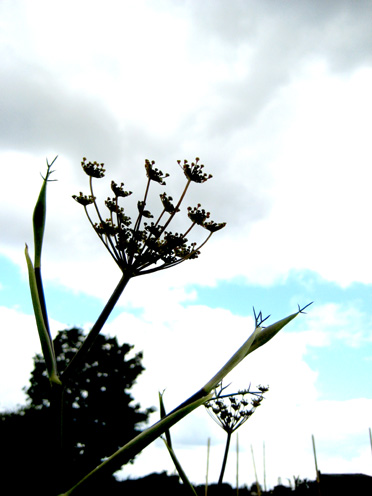 [fennel+flower+silhouette_sm.jpg]