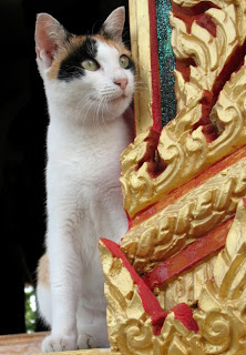 Cat at Chalong Temple