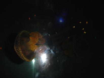 [Jellyfish+3+small.JPG]