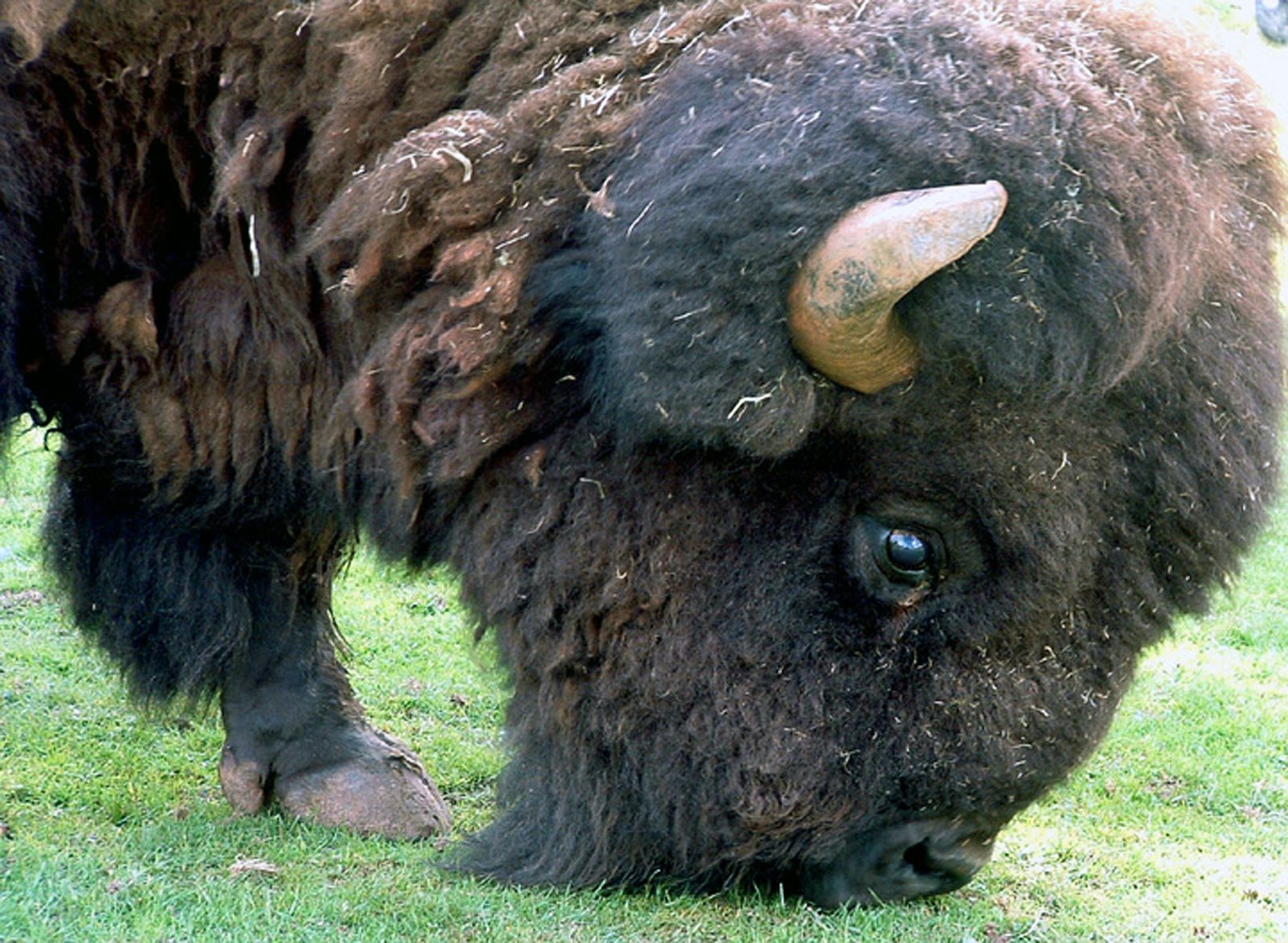 [bison.jpg]