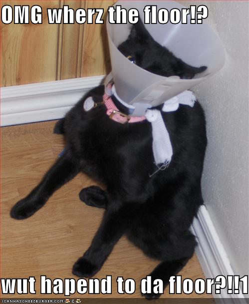[funny-cat-pictures-panicked-black-cat-head-cone-floor.jpg]