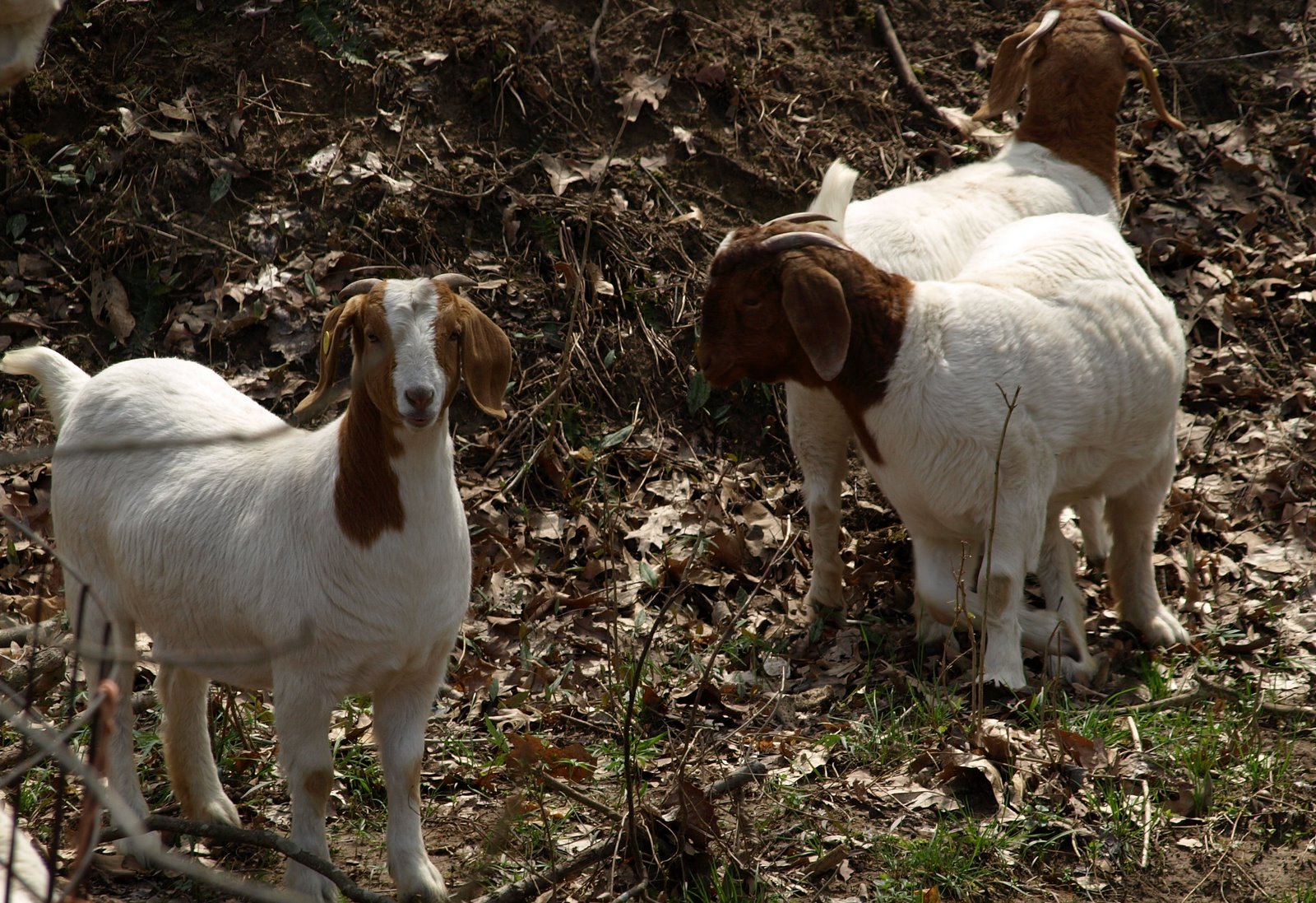 [goats+just+down+the+road.JPG]