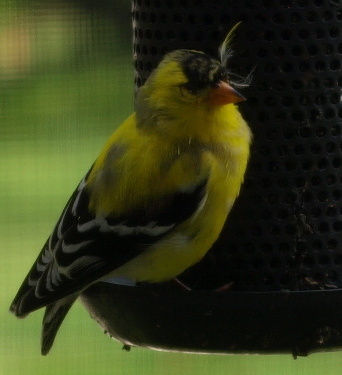 [goldfinch+with+feather+in+his+cap.JPG]