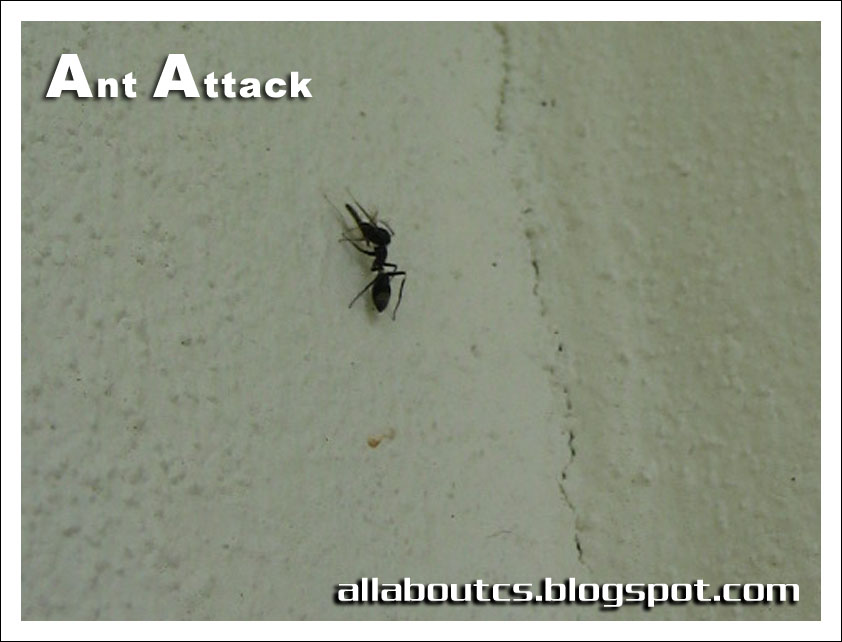 [ant+attack.jpg]