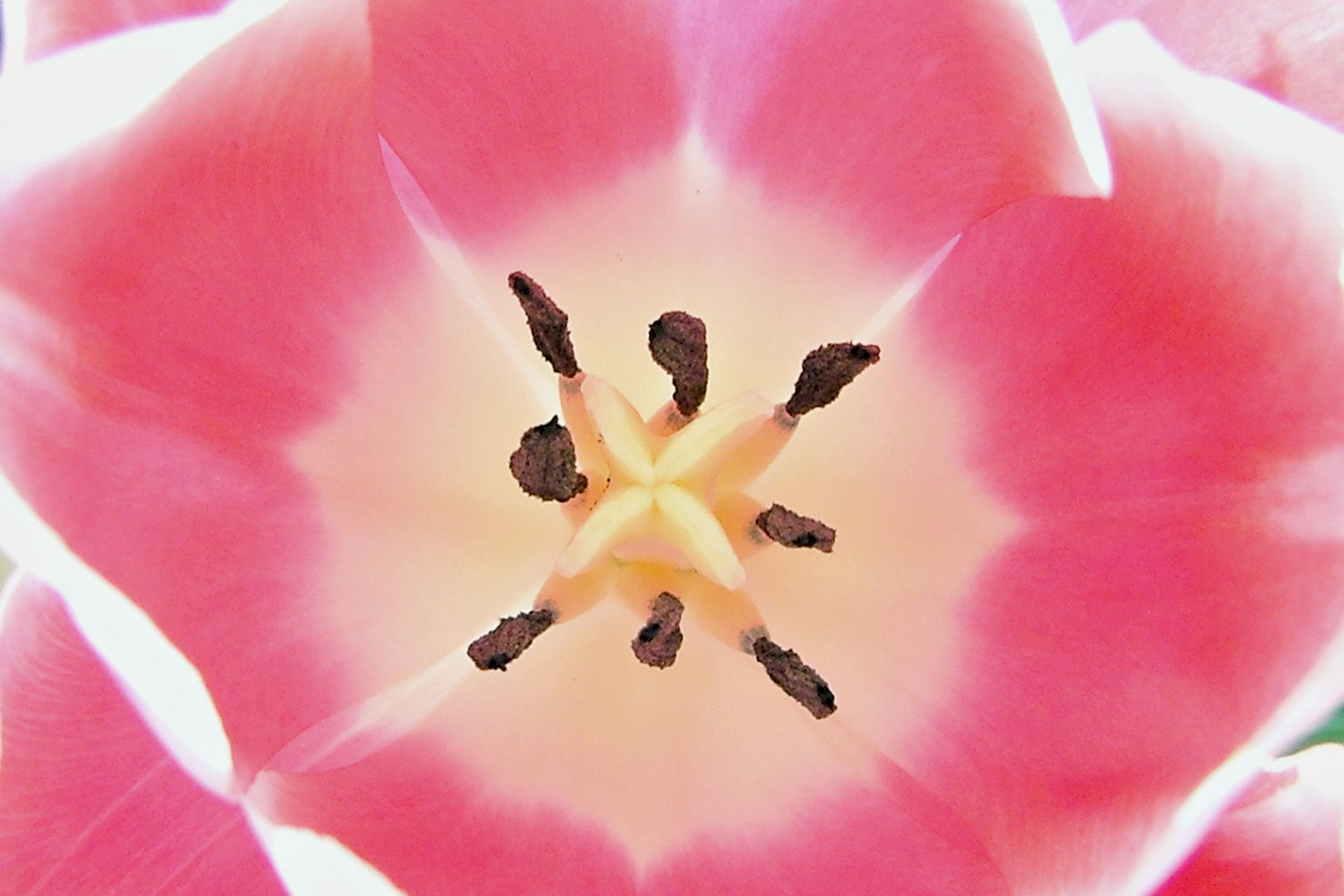 [good+tulip.jpg]