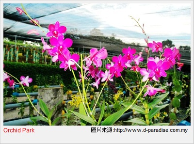 [orchid01A.jpg]