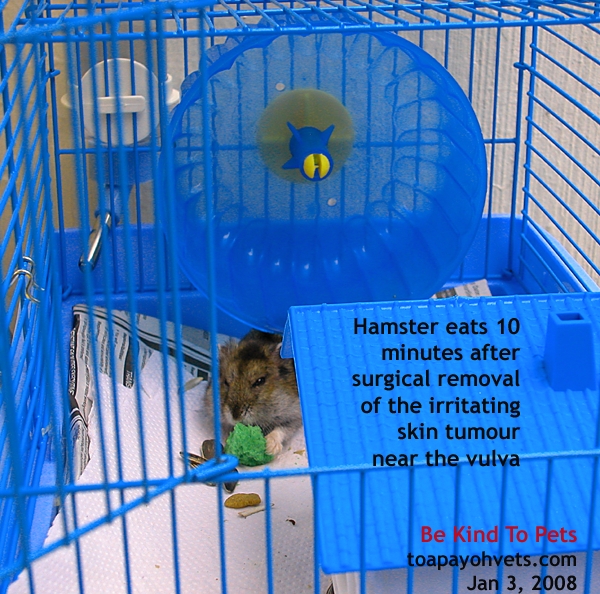[20080103Hamster_10min_after_surgery_ToaPayohVets.jpg]