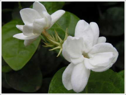 [jasmine-flower.jpg]