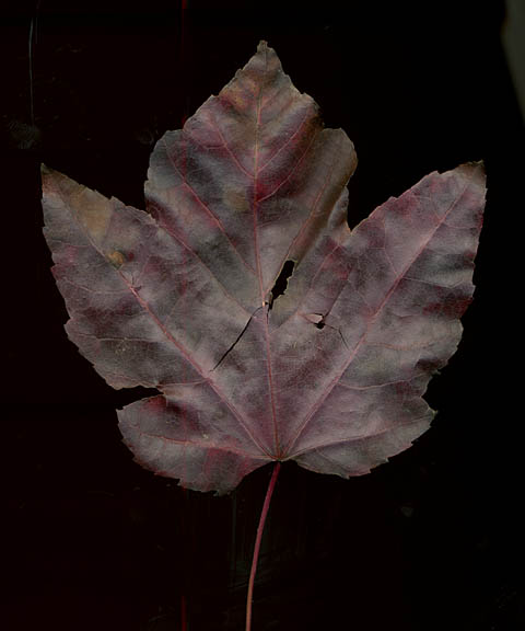 [Autumn+leaf+#30+sm.jpg]