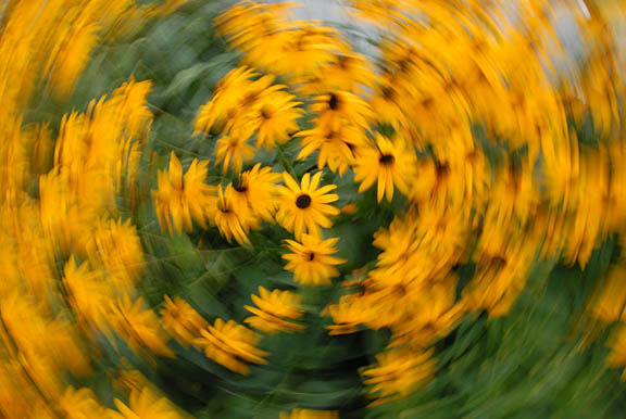 [Spinning+flowers+001+sm.jpg]