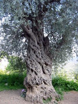 [Olive+tree.jpg]